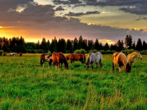pasture.jpg